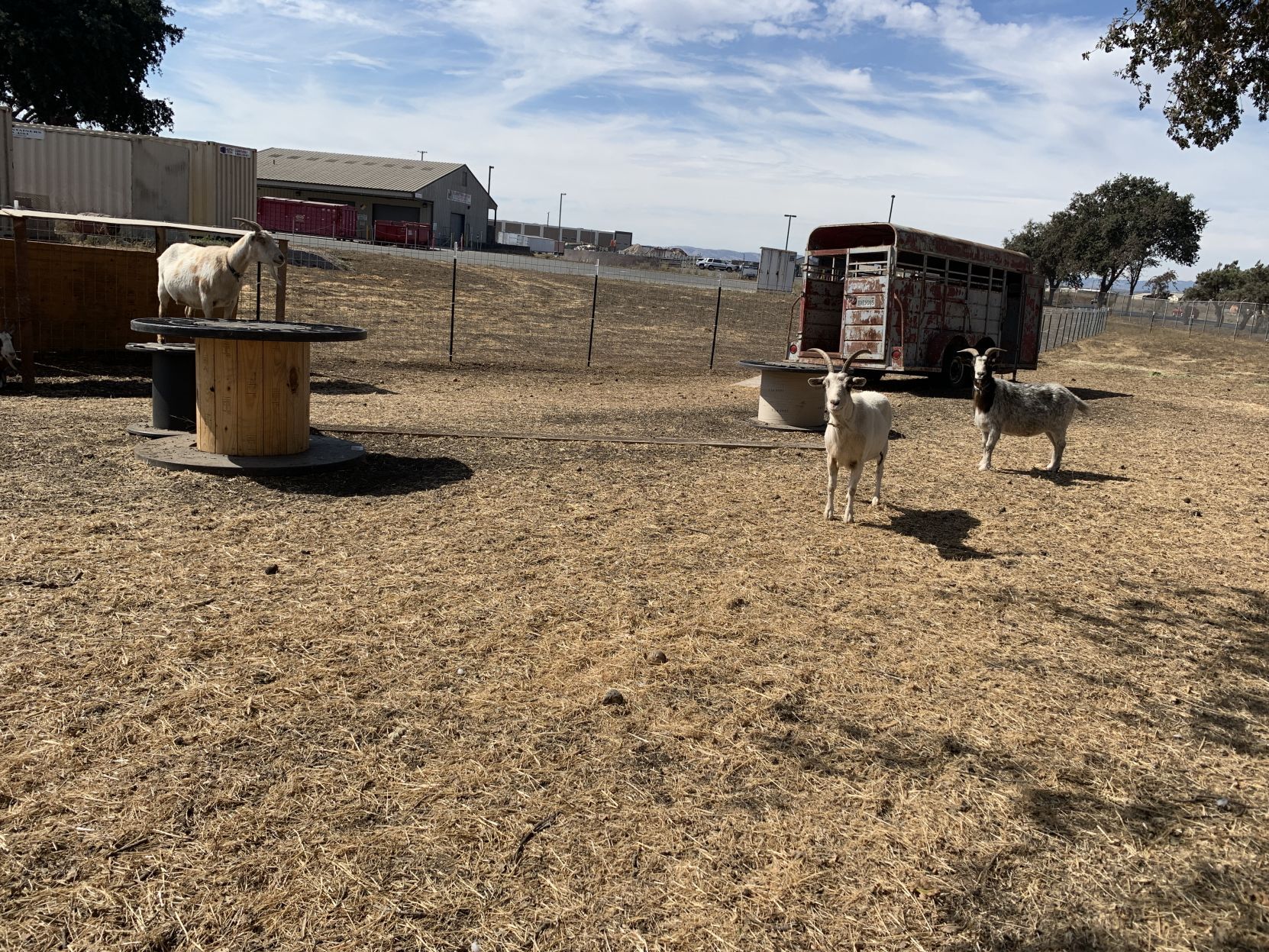 Napa goats find new home in AmCan